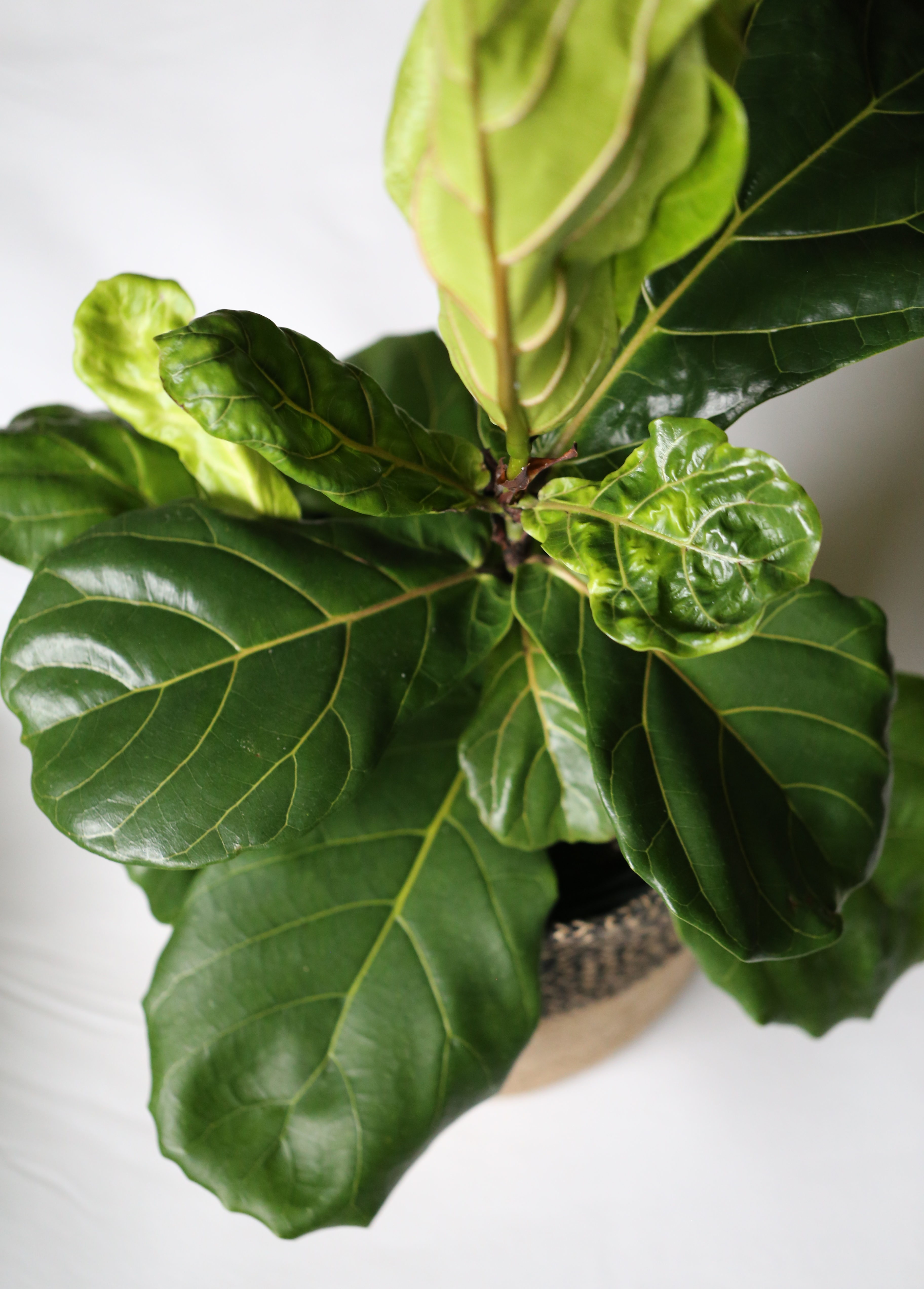 Fiddle-Leaf Fig